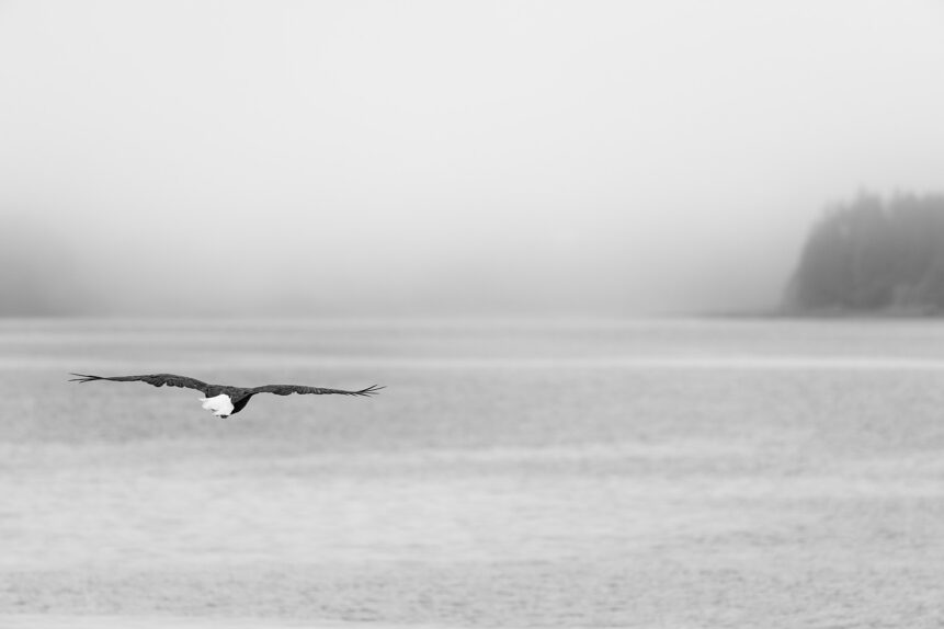 A bald eagle flying towards Ucluelet above the North Pacific Ocean near Vancouver Island in Canada, captured in black & white. In flight - Copyright 2022 Johan Peijnenburg - NiO Photography