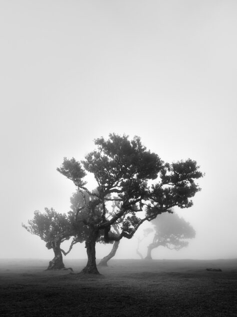 Laurel trees disappearing in fog in the mystical Fanal forest of Madeira, Portugal, captured in black & white. Enchanted - © 2024 Johan Peijnenburg: www.niophoto.com