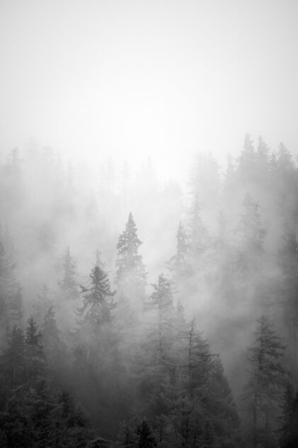 A misty larch tree forest with sun beams illuminating the trees and fog, captured in in black & white. Misty forest - Copyright 2022 Johan Peijnenburg - NiO Photography