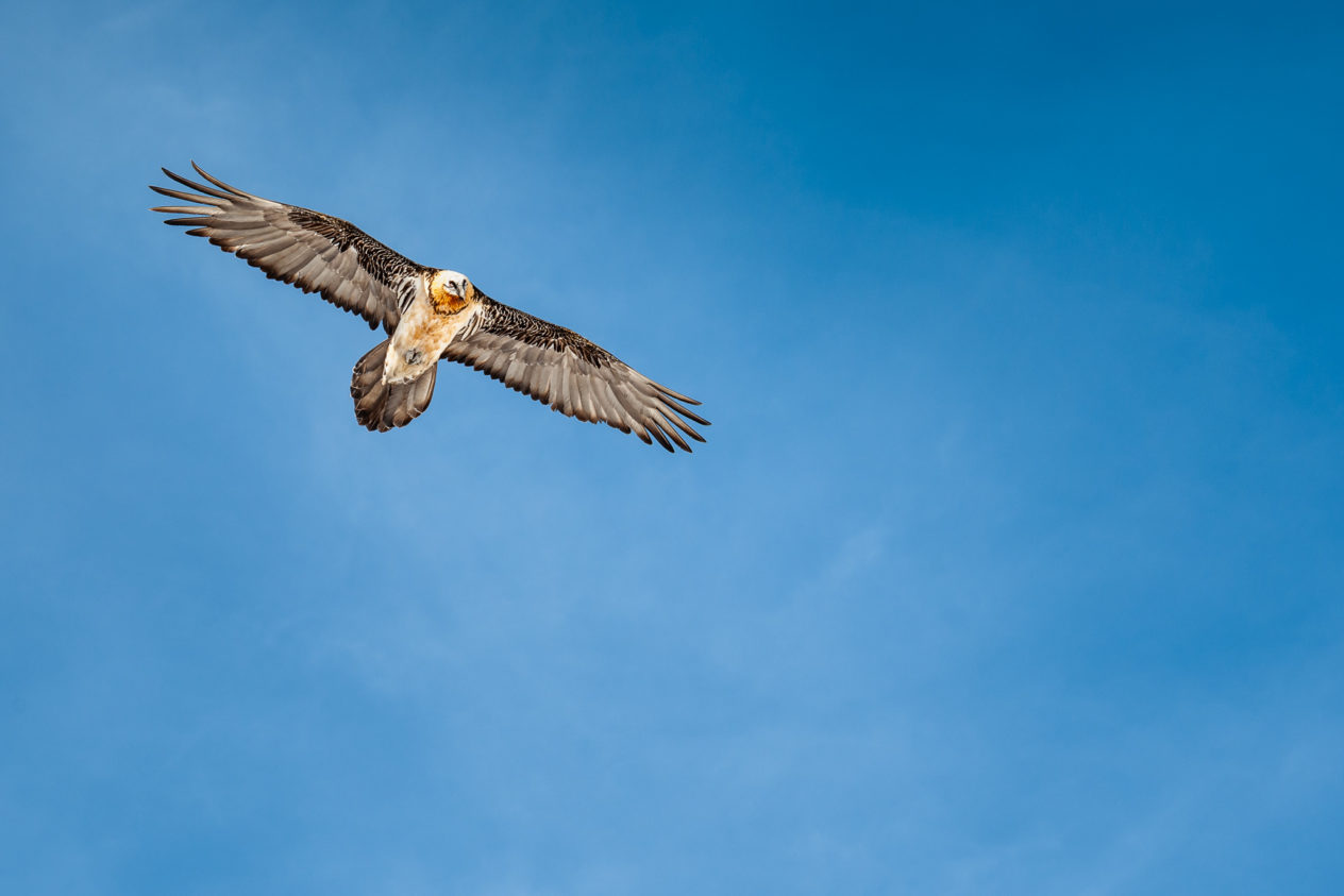 A bearded vulture (Gypaetus barbatus) in flight, captured in the Swiss Alps near the Gemmipass in Leukerbad, Switzerland. Bearded vulture - Copyright Johan Peijnenburg - NiO Photography