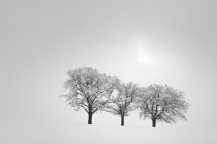 A misty winter landscape in B&W, featuring three snow-dusted trees and a bird being lit by the sun peeking through the fog. On Watch - Copyright Johan Peijnenburg - NiO Photography