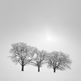 A countryside landscape in B&W, showing three trees in a winter landscape with snow and a bird waiting for the sun to break through the fog. White Out - Copyright Johan Peijnenburg - NiO Photography