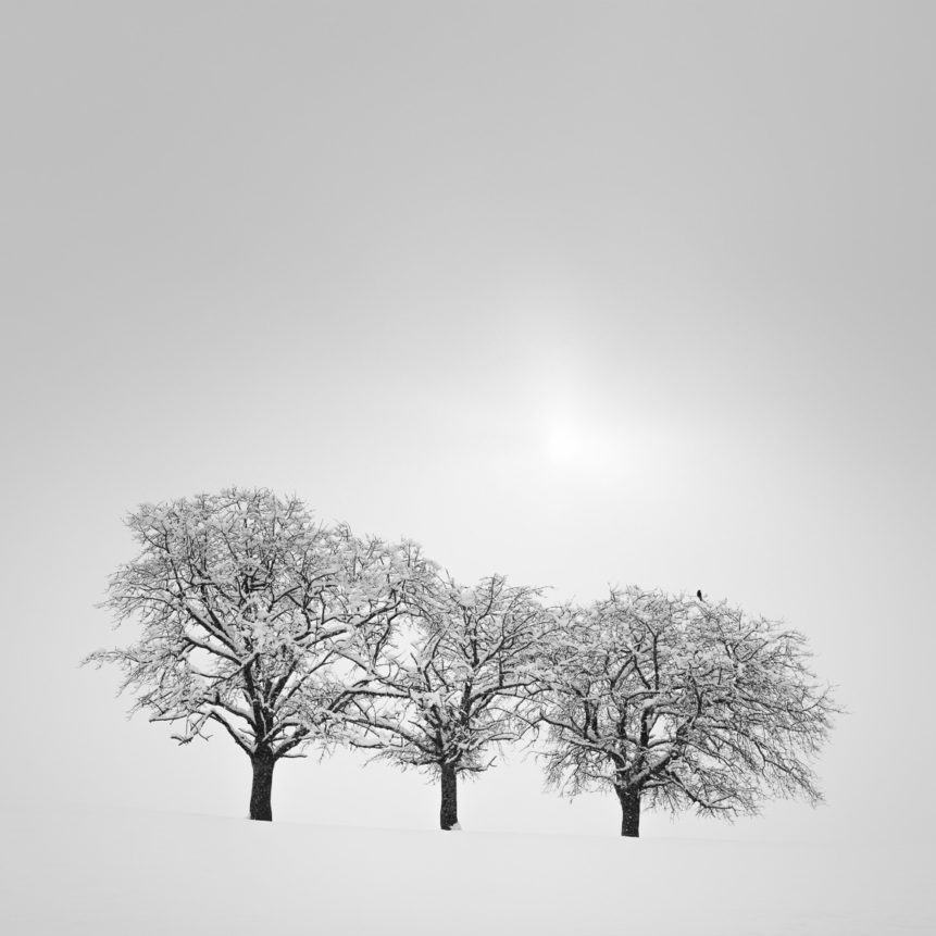 A countryside landscape in B&W, showing three trees in a winter landscape with snow and a bird waiting for the sun to break through the fog. White Out - Copyright Johan Peijnenburg - NiO Photography