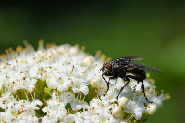 Macro shot of a fly sitting on white spring flowers. The Fly - Copyright Johan Peijnenburg - NiO Photography