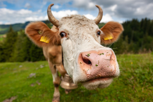 Close up of a brown and white coloured cow ... through the lens it looked a lot further away then it actually was. A cow - Copyright Johan Peijnenburg - NiO Photography