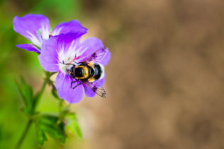 A close-up of a bumblebee collecting nectar from a Geranium Sylvaticum flower (wood cranesbill, woodland geranium). At Work - Copyright Johan Peijnenburg - NiO Photography