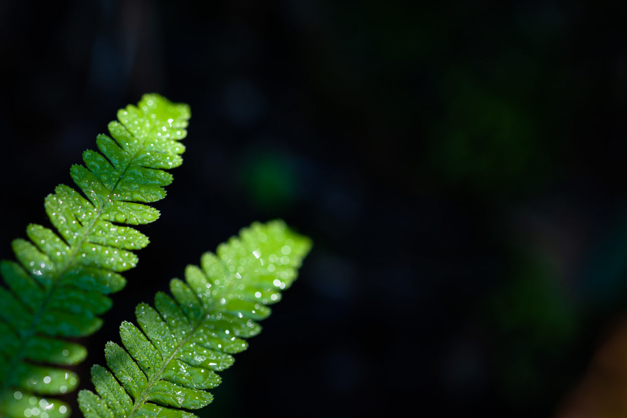 Close-up of morning dew on the leaves of a fern, against a dark background. Dew on fern - Copyright Johan Peijnenburg - NiO Photography