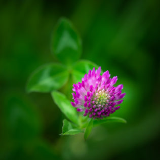 A close-up of a clover flower (trefoil) in lilac soaking up the sun against a greenish background. Soaking up the Sun - Copyright Johan Peijnenburg - NiO Photography