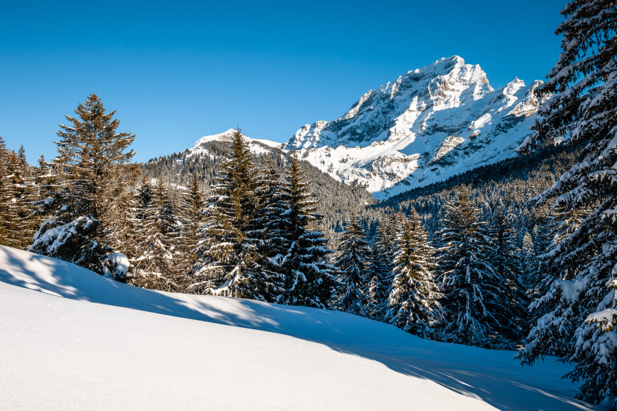 Culan mountain on a sunny Winter day, with a snow-covered meadow and spruce trees in the foreground, near Ollon in Switzerland. Culan mountain in winter - Copyright Johan Peijnenburg - NiO Photography