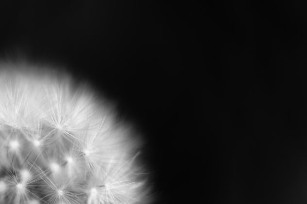 The silky soft fruits of a dandelion flower up close against a dark background, in black & white. Silky Soft - Copyright Johan Peijnenburg - NiO Photography