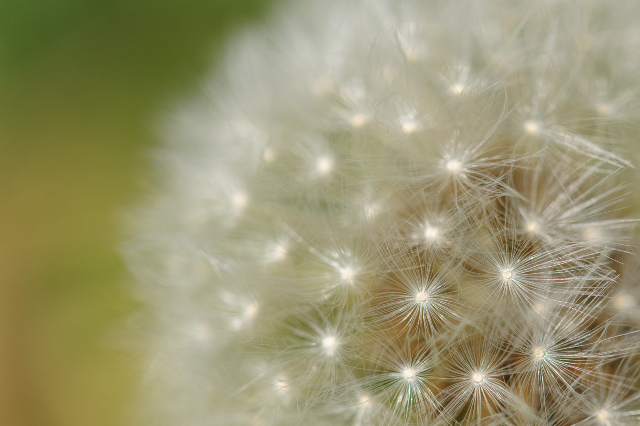 Close-up of ripe dandelion fruits (Taraxacum officinale) reflecting the sun light. Dandelion fruits - Copyright Johan Peijnenburg - NiO Photography