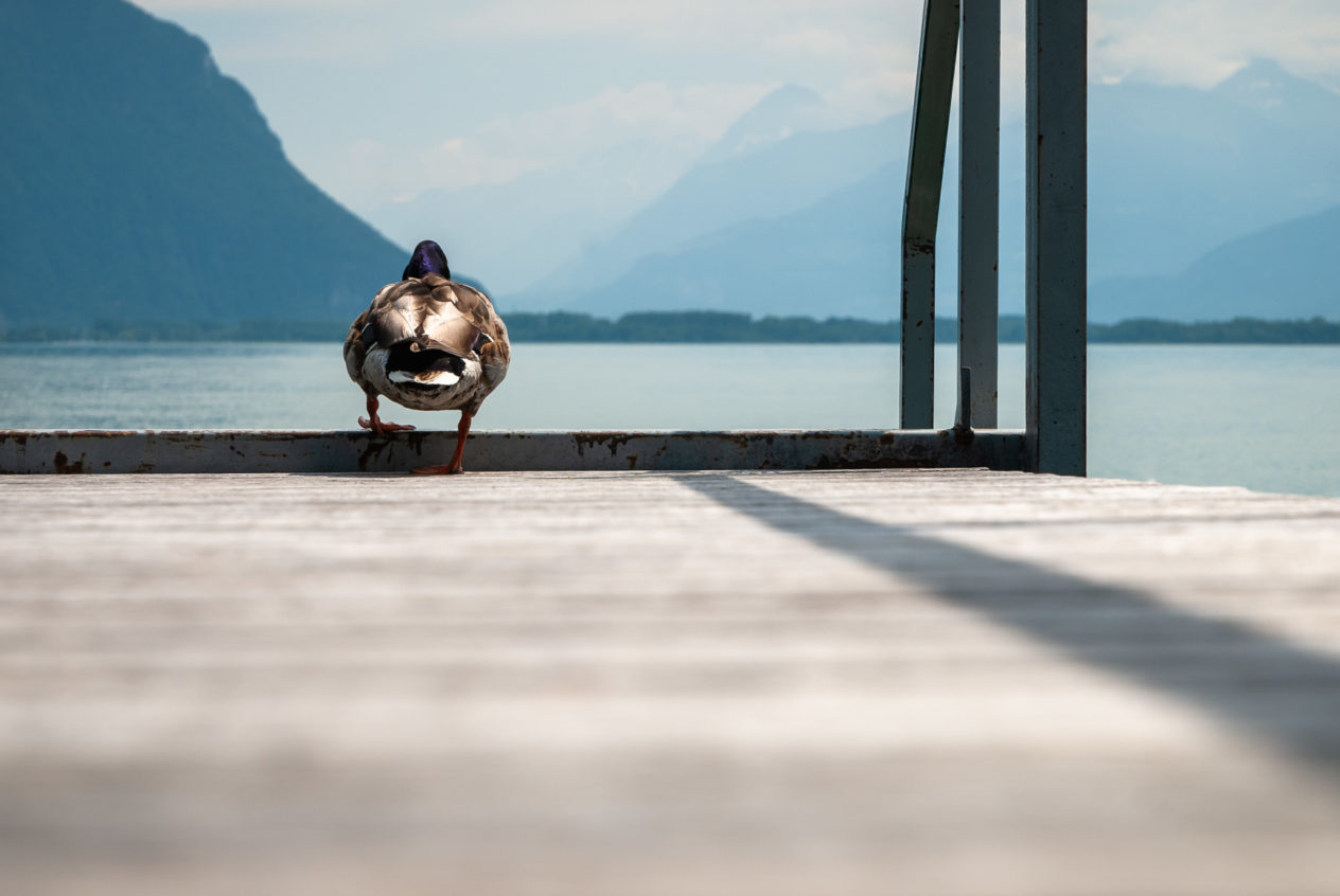 A lake landscape captured at the shores of Lac Léman, featuring a duck on a pier that is just about to set sail. A duck - Copyright Johan Peijnenburg - NiO Photography