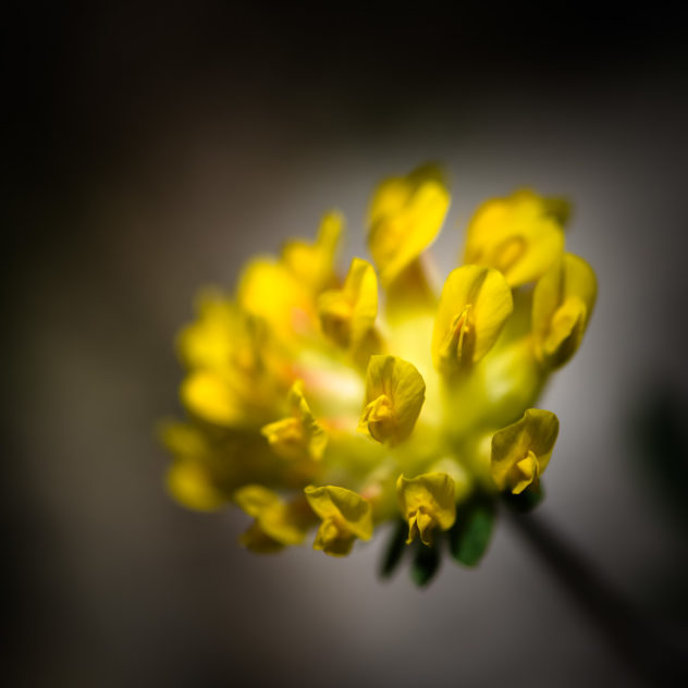 A fine art flower photograph in colour, featuring a dreamy and vibrantly yellow Anthyllis Vulneraria flower (Common kidneyvetch, Kidney vetch, woundwort). Dreamy Yellow - Copyright Johan Peijnenburg - NiO Photography