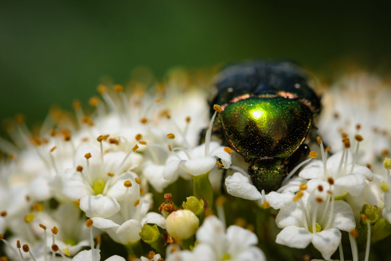 A macro photograph featuring a  shiny green beetle on a white flower. Green beetle - Copyright Johan Peijnenburg - NiO Photography