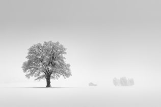 A foggy winter landscape in B&W, featuring an old oak tree, a farmhouse and a group of trees in the Swiss countryside near Gruyères. The Oak - Copyright Johan Peijnenburg - NiO Photography