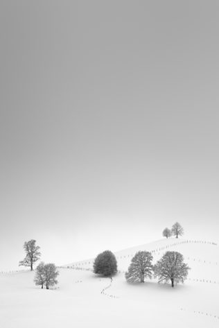 A snow landscape in B&W with trees in winter. The trees seem to gather on a hill near Fribourg in the Swiss countryside. The Gathering - Copyright Johan Peijnenburg - NiO Photography