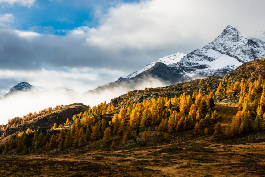 Autumn in the Alps of Engadin in Switzerland, showing mountains with fog and snow and larch trees with fall colours lit sideways by early morning light. Indian Summer - Copyright Johan Peijnenburg - NiO Photography