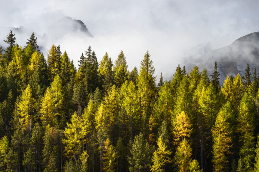 An autumnal landscape, featuring an alpine larch tree forest with its vibrant yellow fall colours, rising fog and the Alps in the back. Fall Colours & Fog - Copyright Johan Peijnenburg - NiO Photography