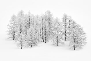 A minimalist winter landscape in black & white featuring a larch trees covered with snow and hoar-frost, surrounded by fresh snow. Standing Tall - Copyright Johan Peijnenburg - NiO Photography