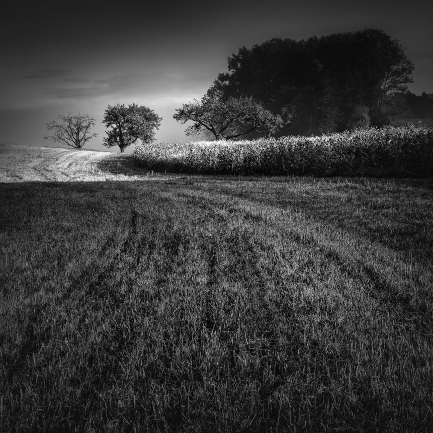 A swiss countryside landscape at sunrise in black & white, with tracks in a freshly mowed field leading the eye towards the trees on the horizon. Into the Light - Copyright Johan Peijnenburg - NiO Photography