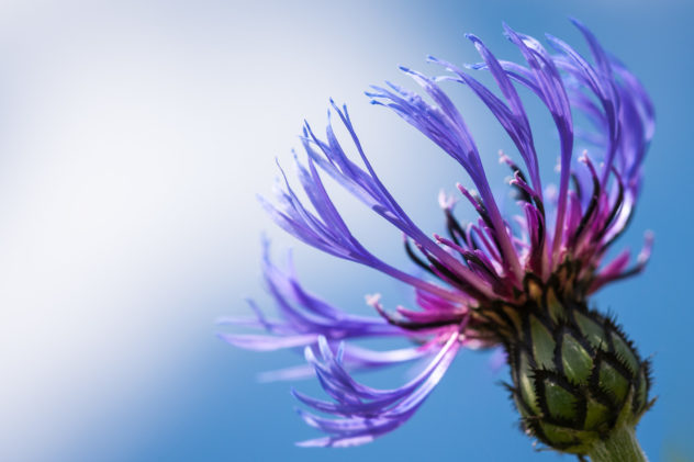 Close up of a blue Mountain Cornflower (Centaurea montana). It grows in alpine meadows and open woodland and flowers mainly from May to August. Mountain Cornflower - Copyright Johan Peijnenburg - NiO Photography