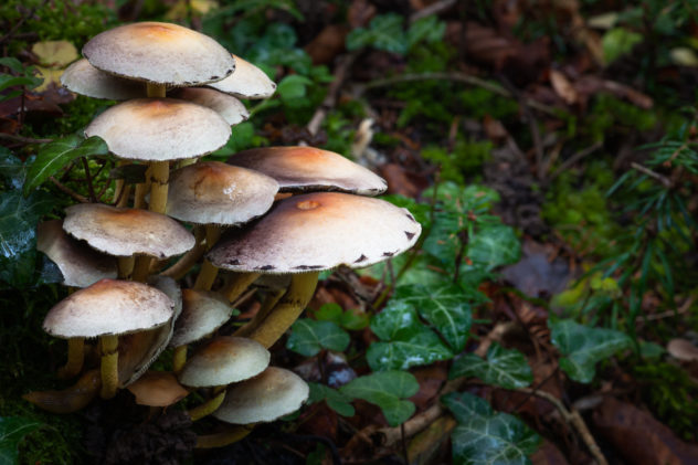 A close-up of a group of mushrooms with Autumn foliage in the background. Mushrooms in Autumn - Copyright Johan Peijnenburg - NiO Photography