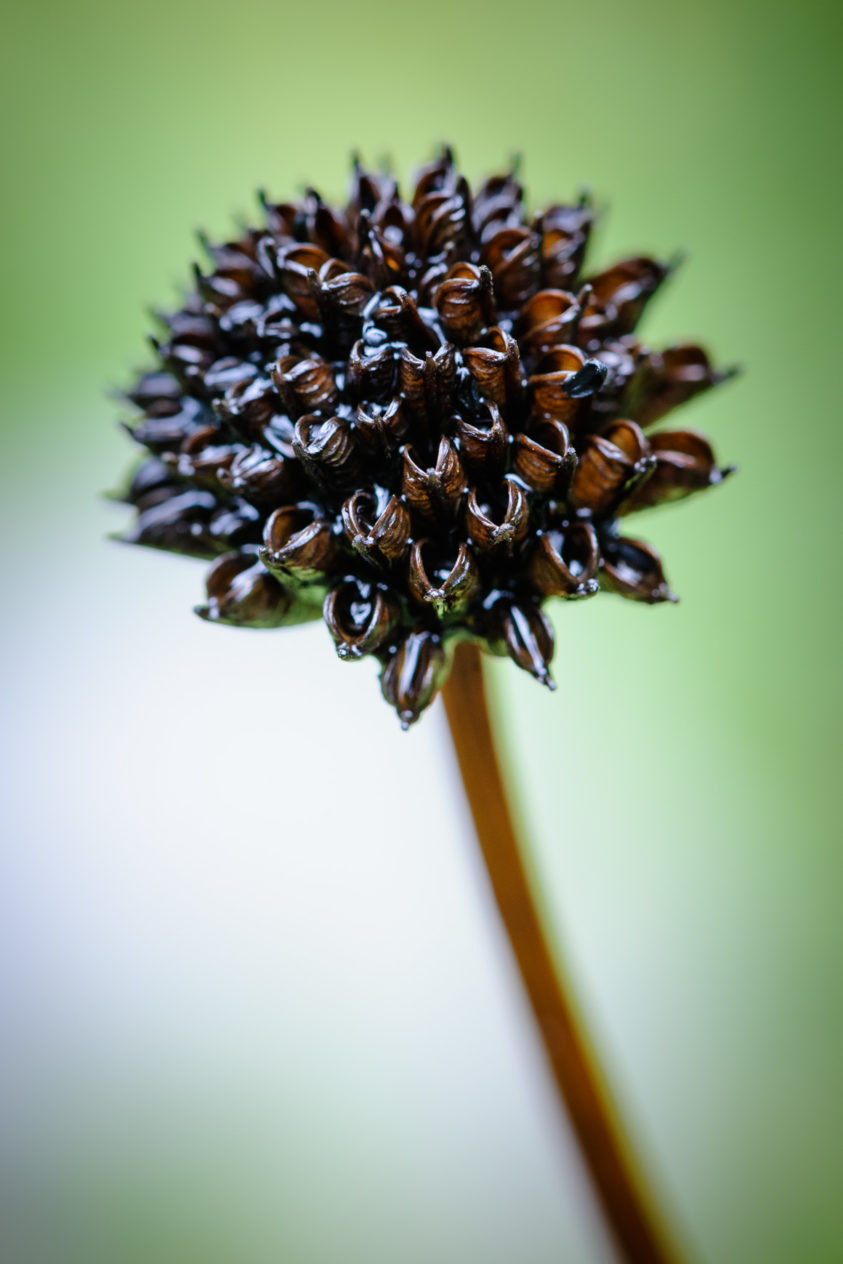 A macro photograph of nature's detail, featuring a mysterious dark brown flower against a shiny green background. Mysterious dark flower - Copyright Johan Peijnenburg - NiO Photography