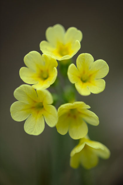 Soft close-up of a yellow spring flower called Primula Elatior (Oxlip). Dreamy spring - Copyright Johan Peijnenburg - NiO Photography