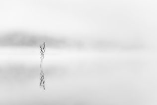 A minimalist lake landscape in black & white with reed and fog reflected in Lej da Staz (Stazersee), a small mountain lake close to St. Moritz in the Swiss Alps. Zen - Copyright Johan Peijnenburg - NiO Photography