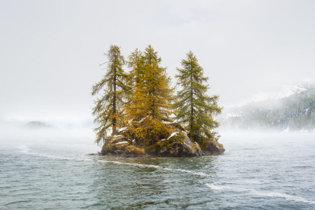 A lake landscape with fall colours and fog, featuring a group of larch trees on a tiny island in Lake Sils (Silsersee) in Engadin, Switzerland. Island in the Sun - Copyright Johan Peijnenburg - NiO Photography