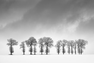 A winter landscape in black & white, featuring a line of trees against a moody sky in a countryside landscape with snow. The Guardians - Copyright Johan Peijnenburg - NiO Photography