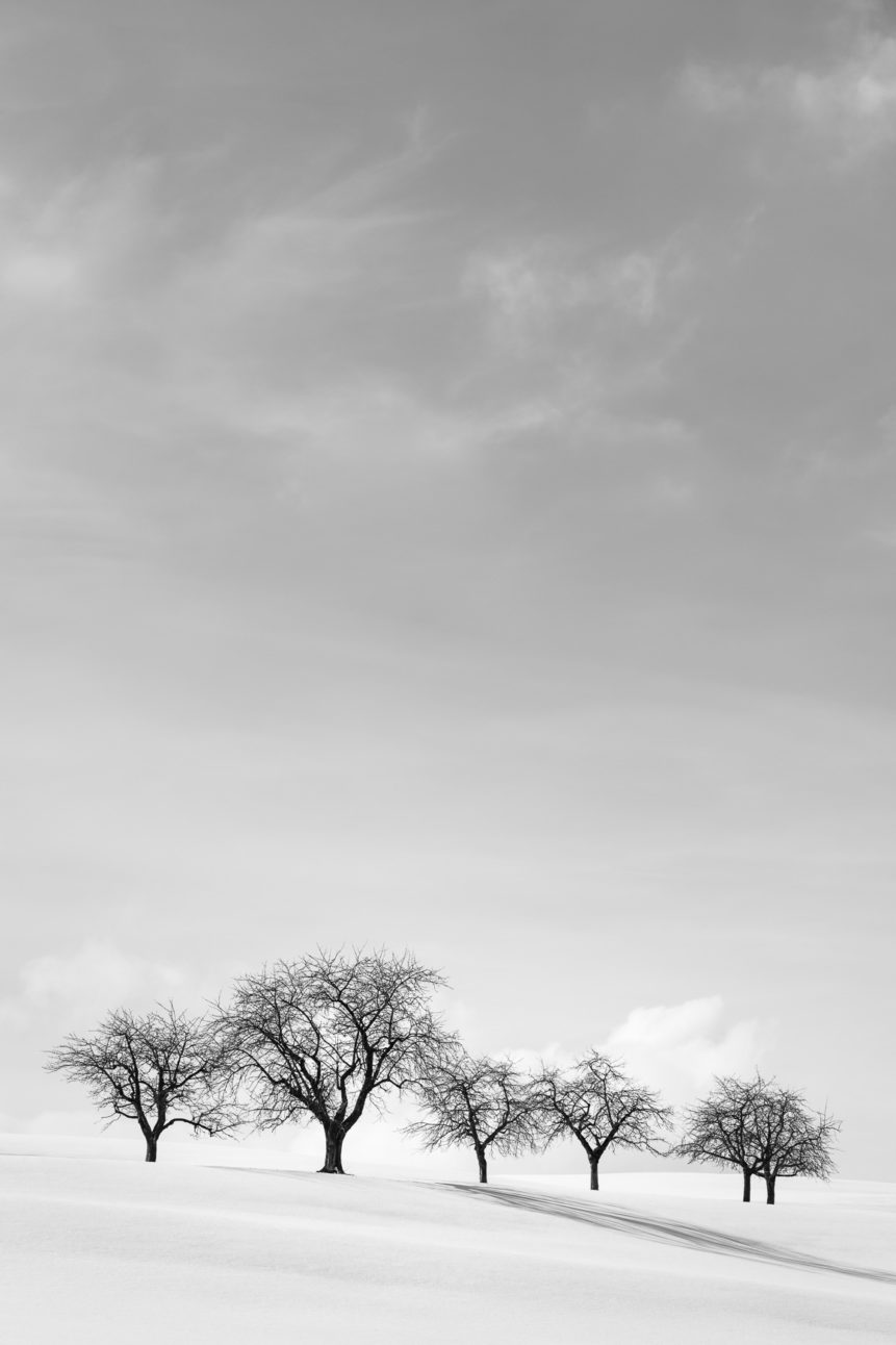 A winter landscape in B&W, featuring fruit trees on a hill in the Swiss countryside with snow on a sunny day in winter. Up the Hill - Copyright Johan Peijnenburg - NiO Photography