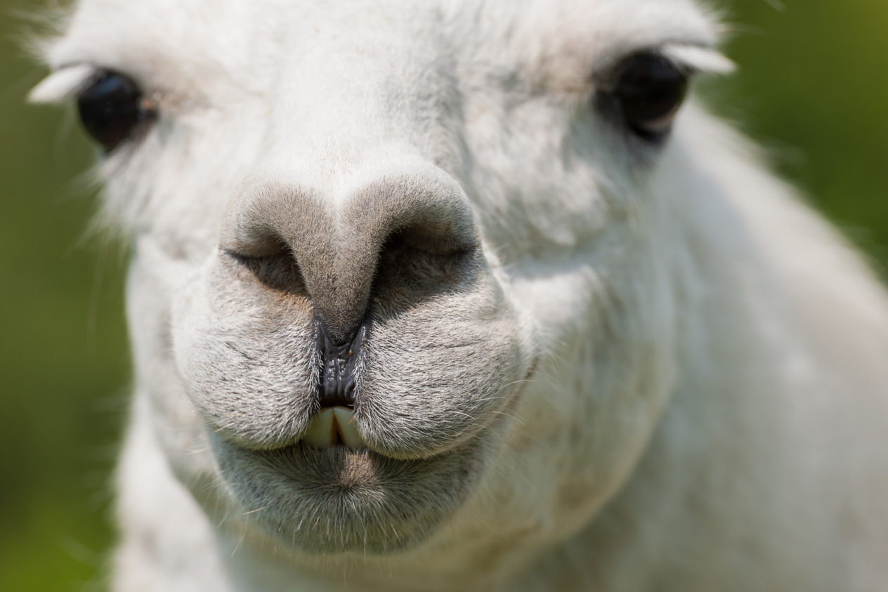 A portrait of a white llama up close and personal. A llama up close - Copyright Johan Peijnenburg - NiO Photography