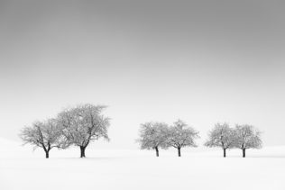 A minimalist countryside winter landscape with six fruit trees against a background of fog and snow. Family Ties - Copyright Johan Peijnenburg - NiO Photography