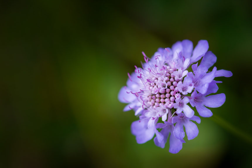 Nature's detail in colour, featuring a close-up of a wood scabious flower (Knautia Dipsacifolia) in violet-blue against a dark background. Violet-blue - Copyright Johan Peijnenburg - NiO Photography